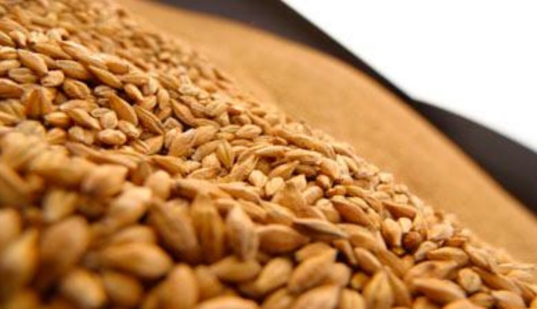 Послеуборочная обработка — ключевое звено в производстве зерна