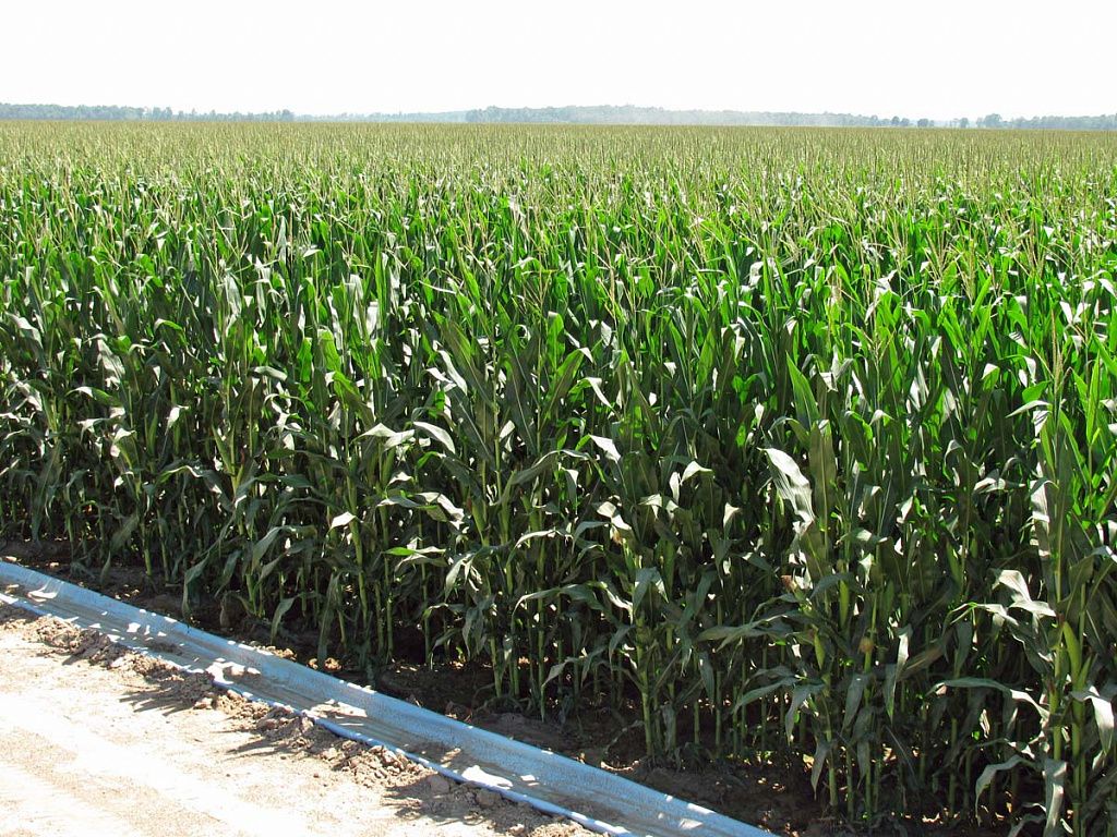 Выращивание кукурузы на силос