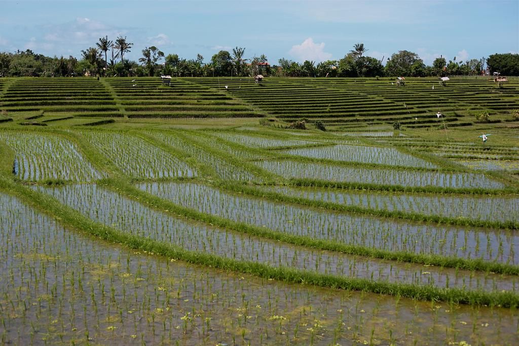 возделывание риса